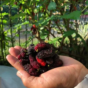 Set of 2 Illinois Everbearing Mulberry Live Plants – 4-6