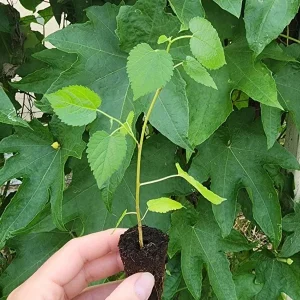 Set of 2 Illinois Everbearing Mulberry Live Plants – 4-6