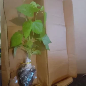 Set of 2 Illinois Everbearing Mulberry Live Plants – 4-6