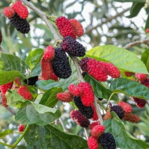 Set of 2 Illinois Everbearing Mulberry Live Plants – 4-6