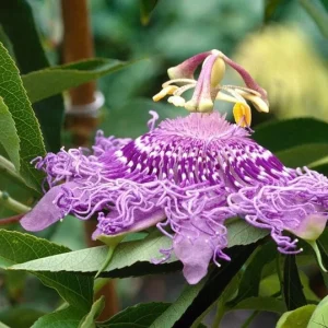 Set of 2 Incense Passion Flower Live Plants – Passiflora 'Incense' Vine – 4-6