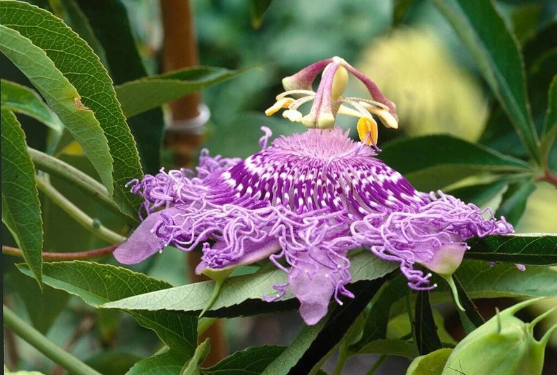 Set of 2 Incense Passion Flower Live Plants – Passiflora 'Incense' Vine – 4-6" Tall – Outdoor - Image 2