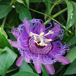 Set of 2 Incense Passion Flower Live Plants – Passiflora 'Incense' Vine – 4-6