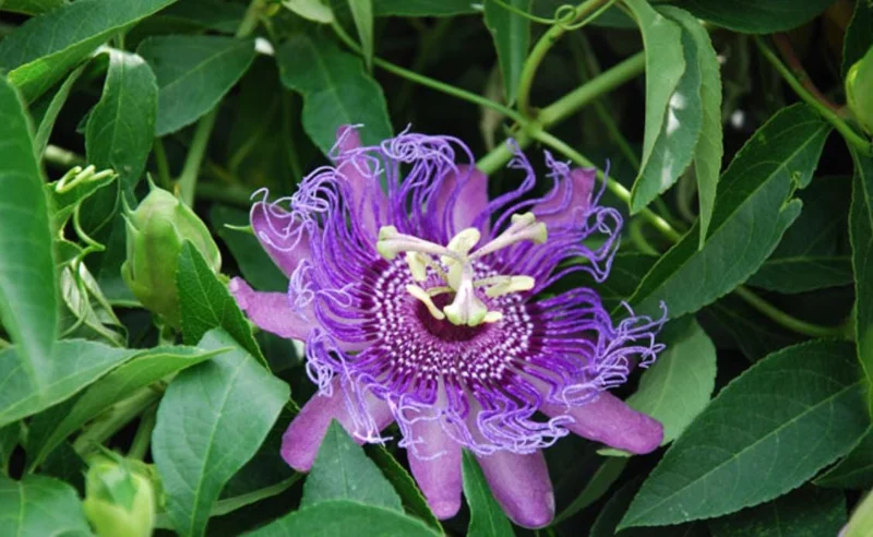 Set of 2 Incense Passion Flower Live Plants – Passiflora 'Incense' Vine – 4-6" Tall – Outdoor - Image 3
