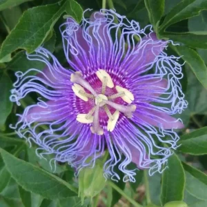 Set of 2 Incense Passion Flower Live Plants – Passiflora 'Incense' Vine – 4-6