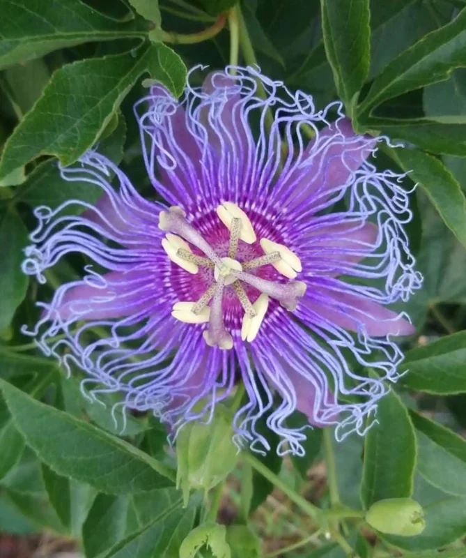 Set of 2 Incense Passion Flower Live Plants – Passiflora 'Incense' Vine – 4-6" Tall – Outdoor - Image 4
