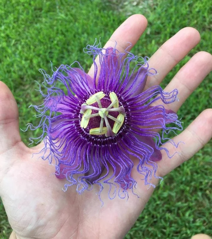 Set of 2 Incense Passion Flower Live Plants – Passiflora 'Incense' Vine – 4-6" Tall – Outdoor - Image 5