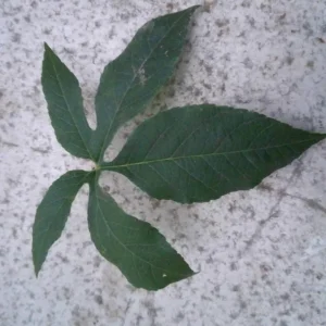 Set of 2 Incense Passion Flower Live Plants – Passiflora 'Incense' Vine – 4-6