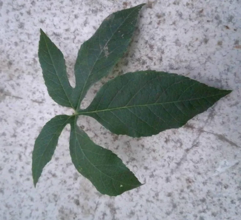 Set of 2 Incense Passion Flower Live Plants – Passiflora 'Incense' Vine – 4-6" Tall – Outdoor - Image 6