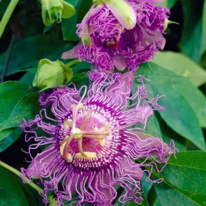 Set of 2 Incense Passion Flower Live Plants – Passiflora 'Incense' Vine – 4-6