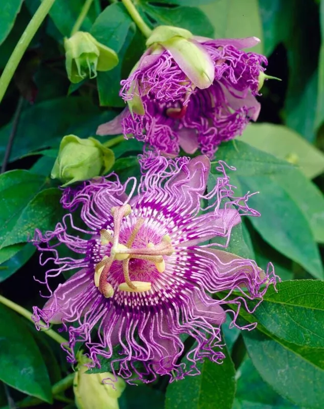 Set of 2 Incense Passion Flower Live Plants – Passiflora 'Incense' Vine – 4-6" Tall – Outdoor - Image 1