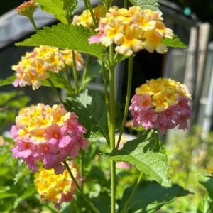 Set of 2 Lantana Camara Live Plants - 4-6