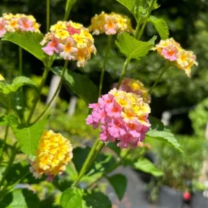 Set of 2 Lantana Camara Live Plants - 4-6