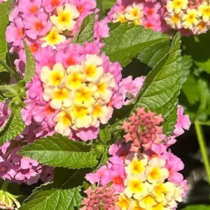 Set of 2 Lantana Camara Live Plants - 4-6