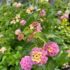 Set of 2 Lantana Camara Live Plants - 4-6" Tall - Orange Red Flowers - Attracts Pollinators - Image 1