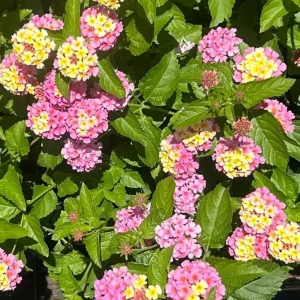 Set of 2 Lantana Camara Live Plants - 4-6