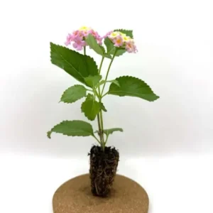 Set of 2 Lantana Camara Live Plants - 4-6