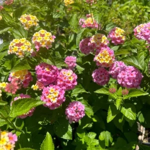 Set of 2 Lantana Camara Live Plants - 4-6