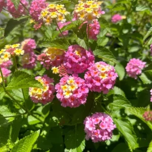 Set of 2 Lantana Camara Live Plants - 4-6