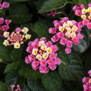 Set of 2 Lantana Camara Live Plants - 4-6