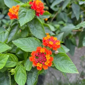 Set of 2 Lantana Fireworks Live Plants – 4-6