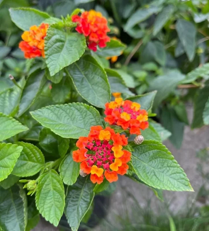 Set of 2 Lantana Fireworks Live Plants – 4-6" Tall – Multicolored Flowers – Attracts Pollinators - Image 2