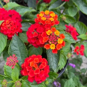 Set of 2 Lantana Fireworks Live Plants – 4-6
