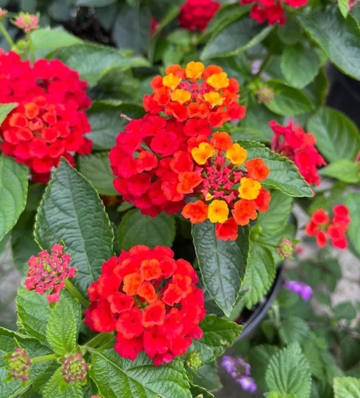Set of 2 Lantana Fireworks Live Plants – 4-6" Tall – Multicolored Flowers – Attracts Pollinators - Image 3