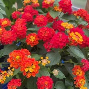 Set of 2 Lantana Fireworks Live Plants – 4-6