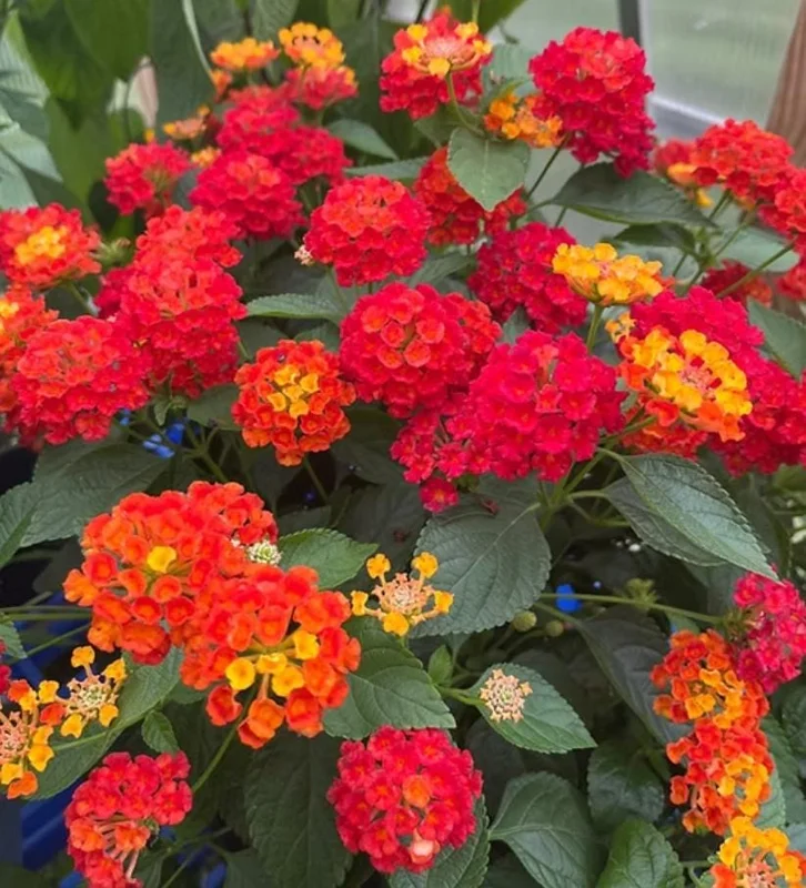Set of 2 Lantana Fireworks Live Plants – 4-6" Tall – Multicolored Flowers – Attracts Pollinators - Image 4