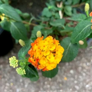 Set of 2 Lantana Fireworks Live Plants – 4-6