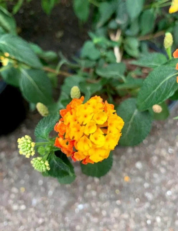 Set of 2 Lantana Fireworks Live Plants – 4-6" Tall – Multicolored Flowers – Attracts Pollinators - Image 5