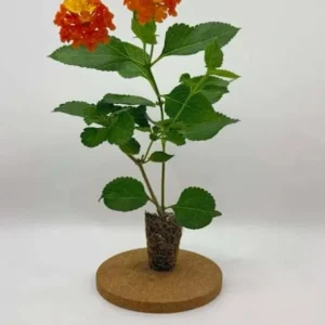 Set of 2 Lantana Fireworks Live Plants – 4-6
