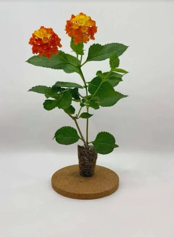 Set of 2 Lantana Fireworks Live Plants – 4-6" Tall – Multicolored Flowers – Attracts Pollinators - Image 6