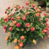 Set of 2 Lantana Fireworks Live Plants – 4-6" Tall – Multicolored Flowers – Attracts Pollinators - Image 1