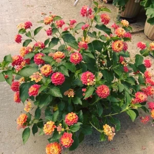 Set of 2 Lantana Fireworks Live Plants – 4-6