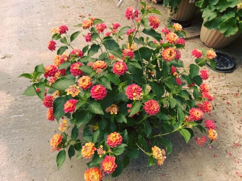 Set of 2 Lantana Fireworks Live Plants – 4-6" Tall – Multicolored Flowers – Attracts Pollinators - Image 1