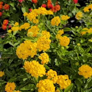 Set of 2 Lantana 