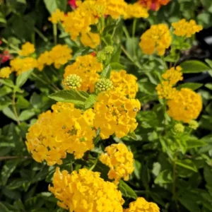 Set of 2 Lantana 