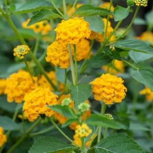 Set of 2 Lantana 