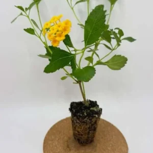 Set of 2 Lantana 