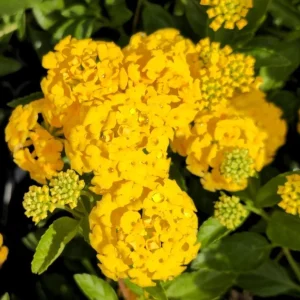 Set of 2 Lantana 