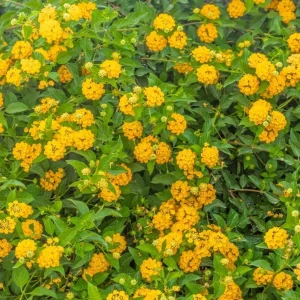 Set of 2 Lantana 