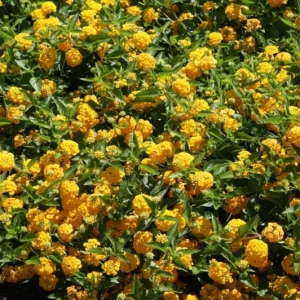 Set of 2 Lantana 