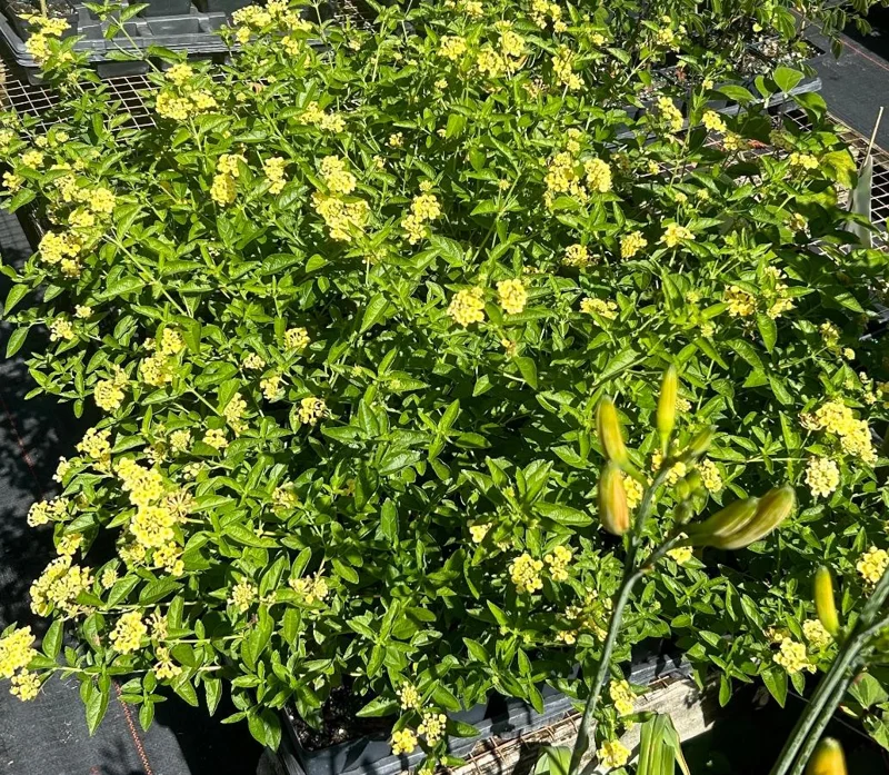 Set of 2 Lemon Drop Lantana Live Plants - 4-6" Tall - Attracts Pollinators - Image 2