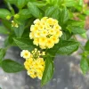 Set of 2 Lemon Drop Lantana Live Plants - 4-6" Tall - Attracts Pollinators - Image 1