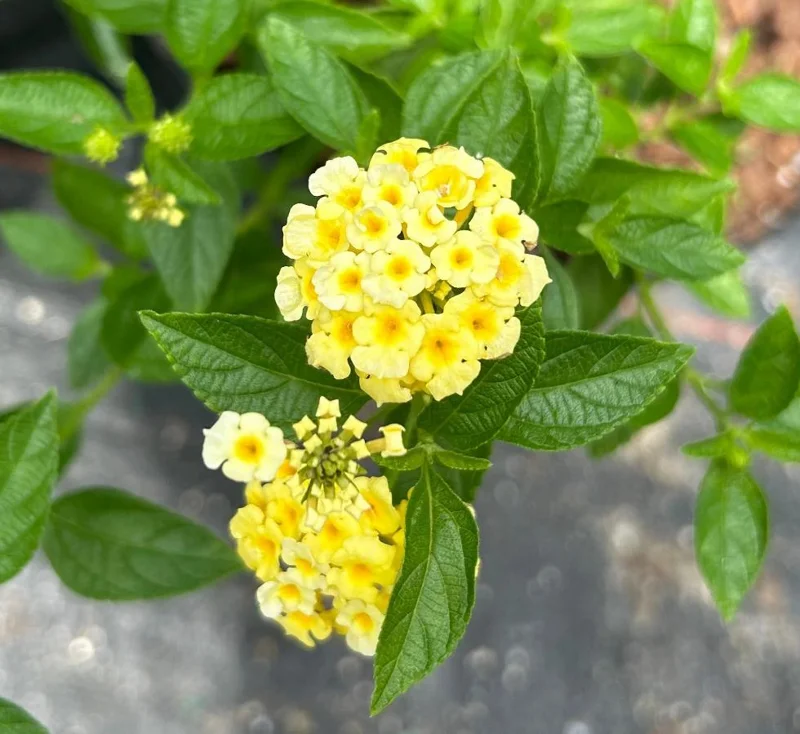 Set of 2 Lemon Drop Lantana Live Plants - 4-6" Tall - Attracts Pollinators - Image 1