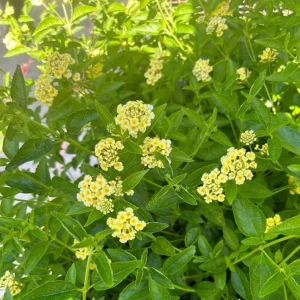 Set of 2 Lemon Drop Lantana Live Plants - 4-6