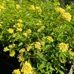 Set of 2 Lemon Drop Lantana Live Plants - 4-6