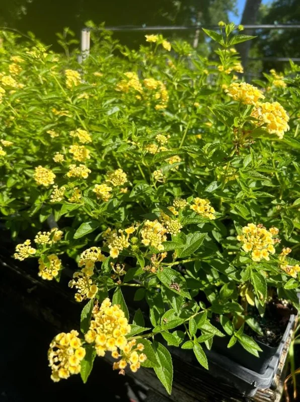 Set of 2 Lemon Drop Lantana Live Plants - 4-6" Tall - Attracts Pollinators - Image 4